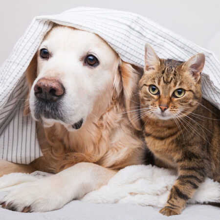 犬と猫