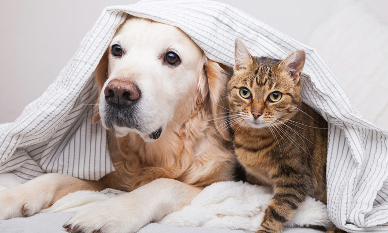 犬と猫