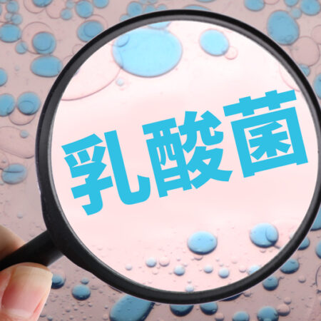 乳酸菌