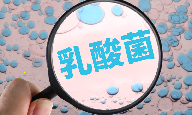 乳酸菌