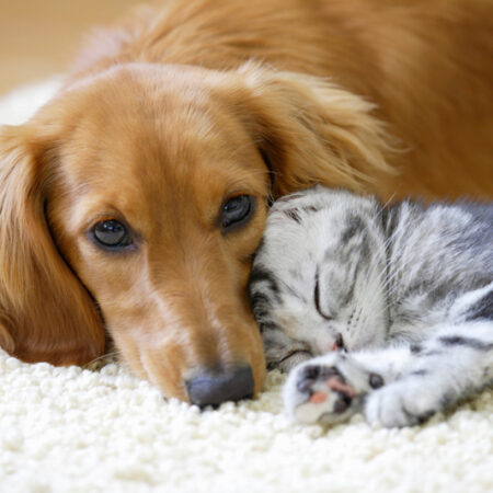 犬と猫