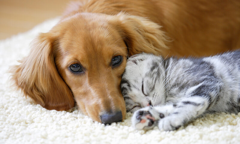 犬と猫