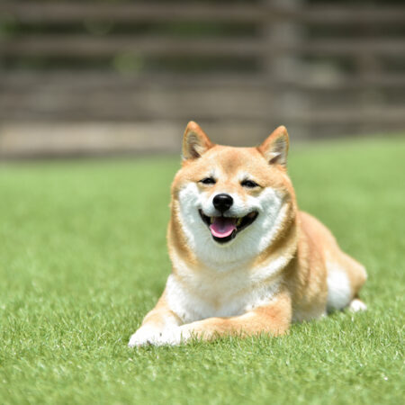 犬