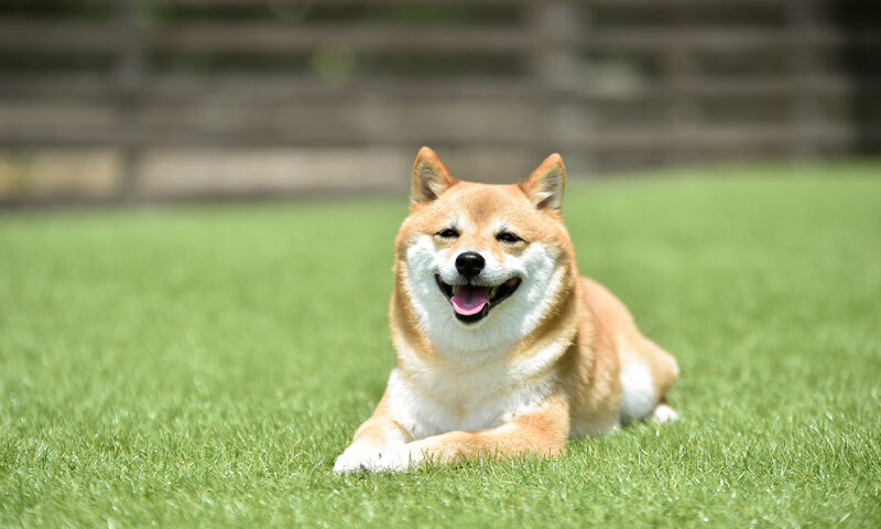 犬
