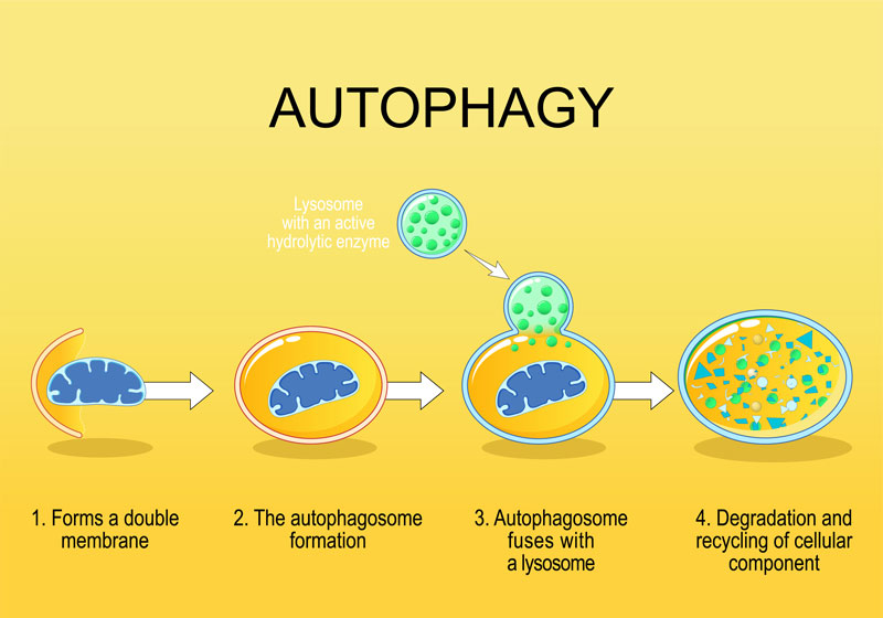 オートファジー