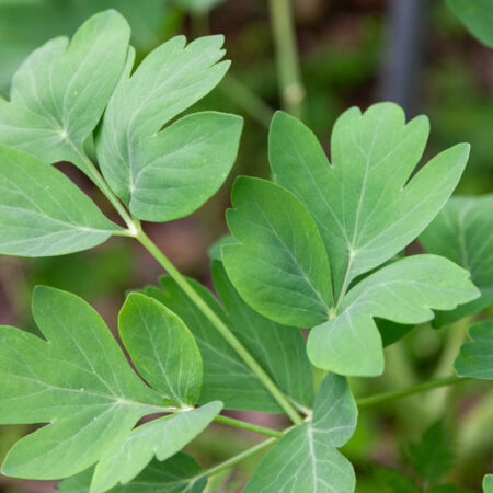 長命草・サクナ