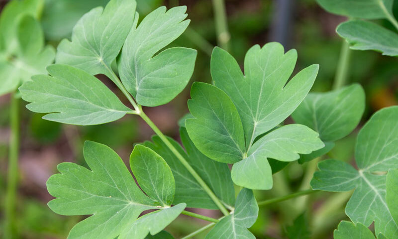 長命草・サクナ