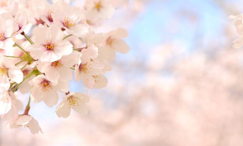 桜