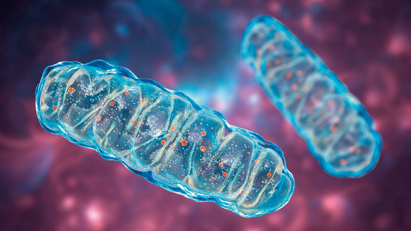 ミトコンドリア