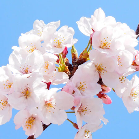 桜